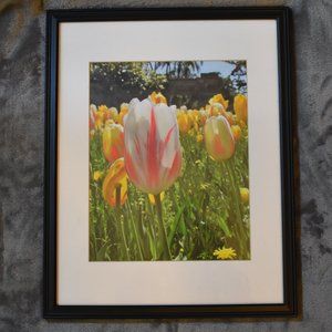8X10 Bed of Tulips Photograph
